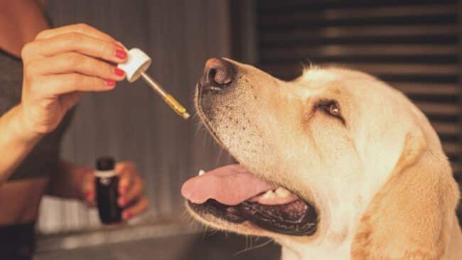 Olej CBD dla psów: co trzeba wiedzieć