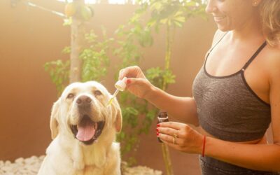 Olej CBD dla psów: co trzeba wiedzieć…