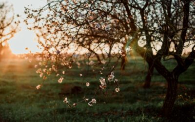 Wiosna – czas na odzyskanie energii